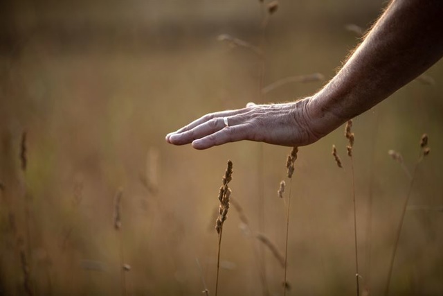 Photo d'une main effleurant de l’herbe haute d’un champ ensoleillé, créant un moment paisible et tactile avec la nature.