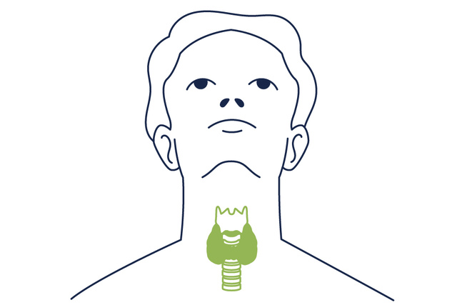 illustration of health thyroid